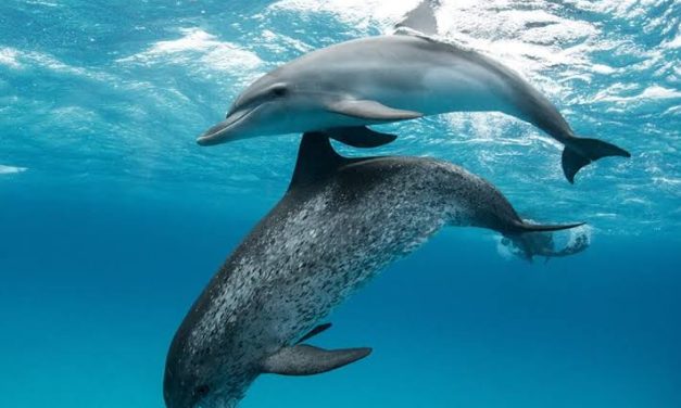 Animais marinhos são avistados em Niterói