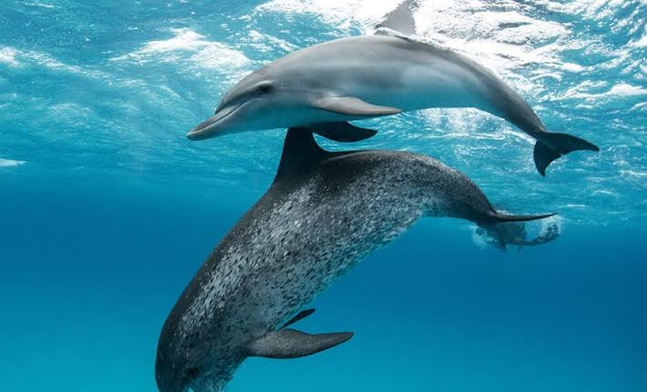 Animais marinhos são avistados em Niterói